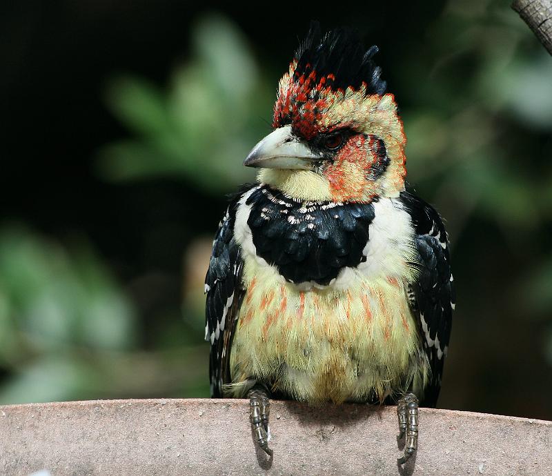 voels 031.jpg - Kuifkophoutkapper waar is die kos?